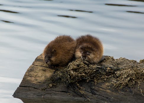 Rusko nařídilo Polsku zavřít konzulát v Irkutsku jako odvetu